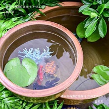 老土缸睡莲荷花缸养鱼老式土陶水缸陶瓷大号家用米缸储水缸腌菜发