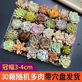 栽培基质;盆栽;营养液