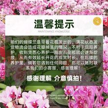 真花特级蝴蝶兰盆栽双剑大苗带花苞年宵花卉室内客厅前台精选鲜花