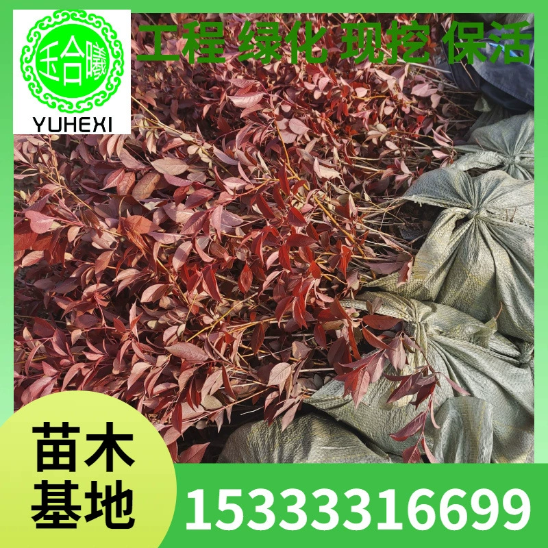 Саженцы чашечных саженцев красной сливы, питательные чашечные саженцы, густые ветви, красная листовая слива, саженцы живой изгороди, декоративные кустарники с красочными листьями