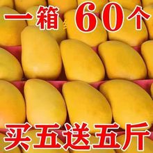 芒果便宜海南台农芒果现摘当季水果热带树上成熟10斤装整箱独立站