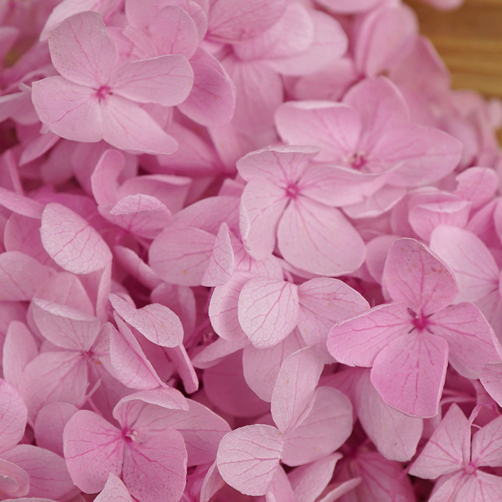 Flores Secas de Hortensia Preservadas A+, Fabricante de Flores Frescas Preservadas, Venta al por Mayor, Caja de 20g, Hortensia de Hoja Mediana Preservada
