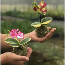 微型苔藓玉迷你矮种金边金边蔓越莓蝴蝶兰好养室内客厅花卉盆栽