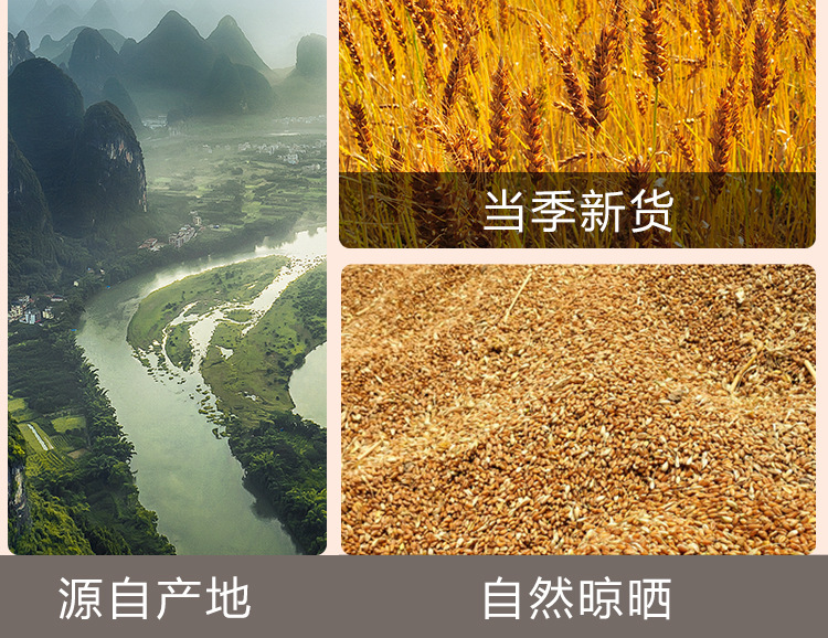 Roasted Barley Tea (Hordeum vulgare) — Original Flavor, Medium-Roast, 220g Jar, No-Brew Needed in use