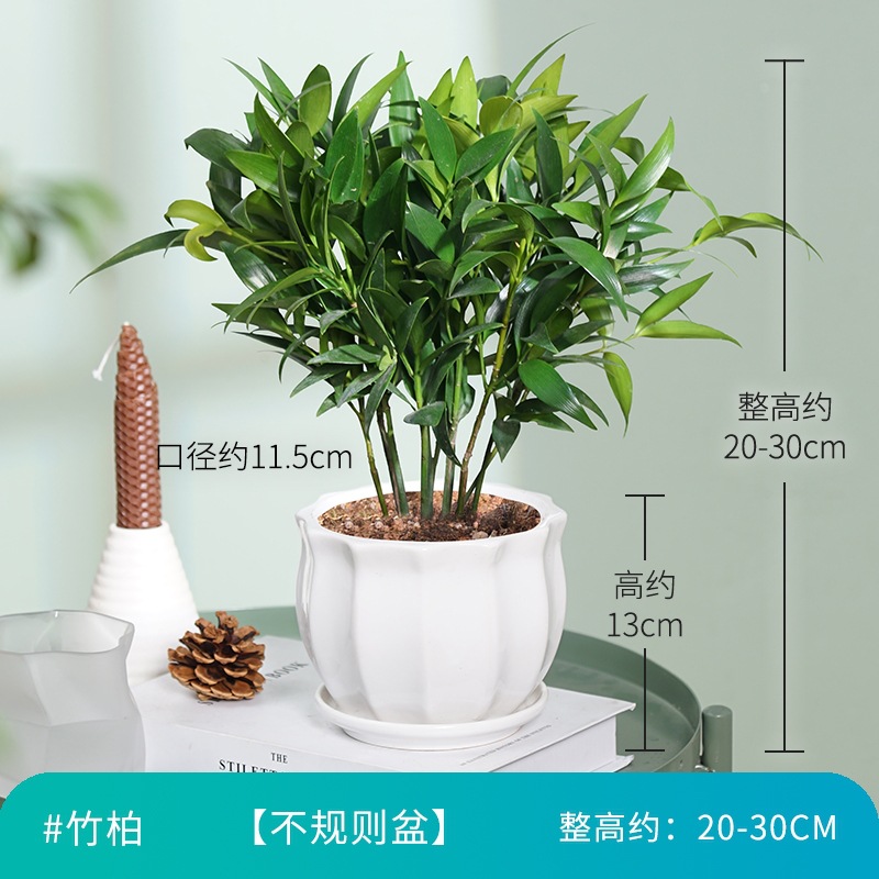 엄선된 대형 모기퇴치대나무 10그루(다이아몬드 세라믹 화분) + 영양액