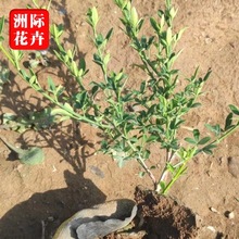 �G�����̵�·�ֵ�ӭ���������G�hӭ������ɽ�|�������Ի���ӭ����