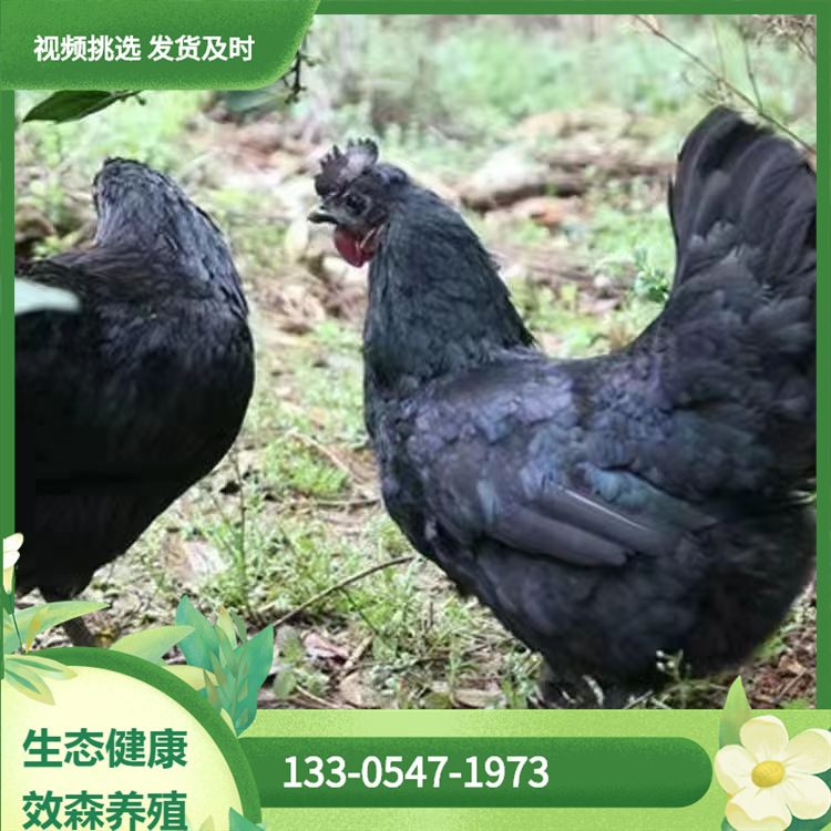 成年五黑鸡 绿壳蛋鸡 农家散养五黑鸡苗脱温绿壳蛋鸡能下蛋的土鸡