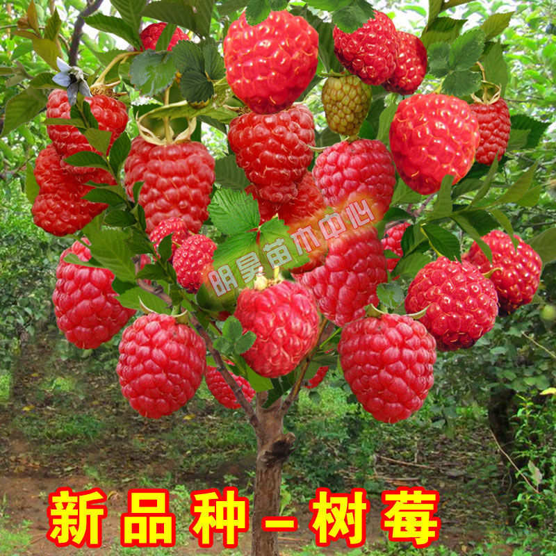 覆盆子种子 覆盆子种子品牌 图片 价格 覆盆子种子批发 阿里巴巴