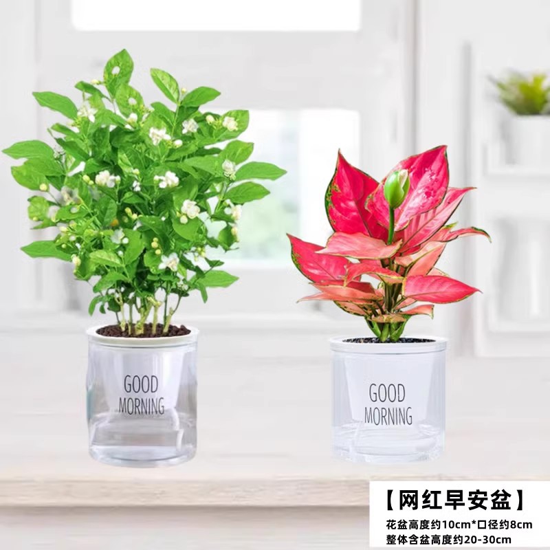 [hot combination] selected 5 jasmine seedlings + geely red (good morning pot) for free nutrition