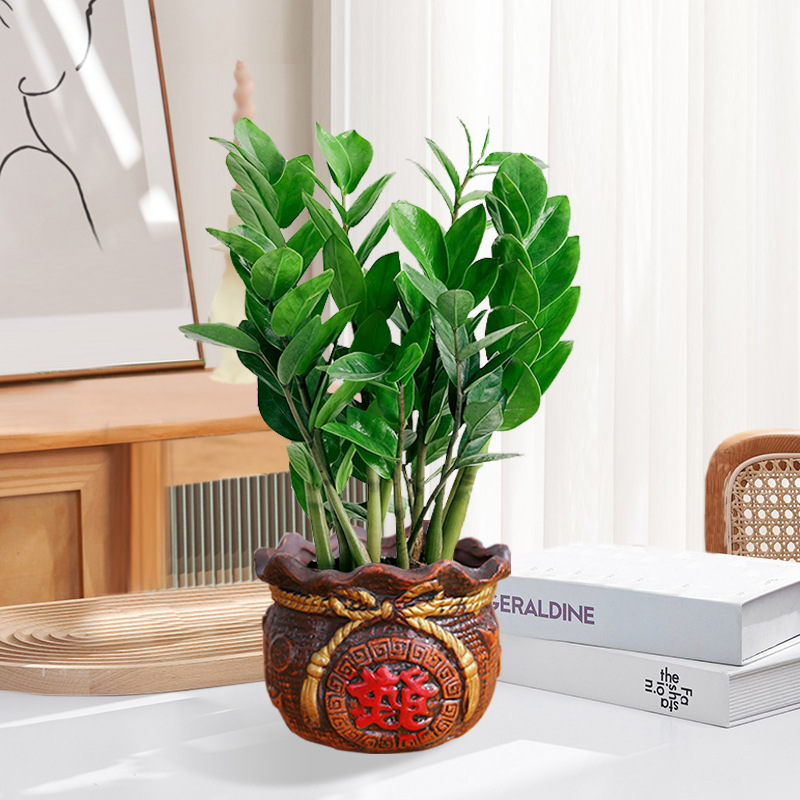 Pohon uang 25-30cm6-8 pohon (pot porselen tas kekayaan) pupuk khusus