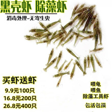 繁殖的活虾小观赏淡水虾苗除藻清洁虾冷水鱼缸里养的小虾喂龟