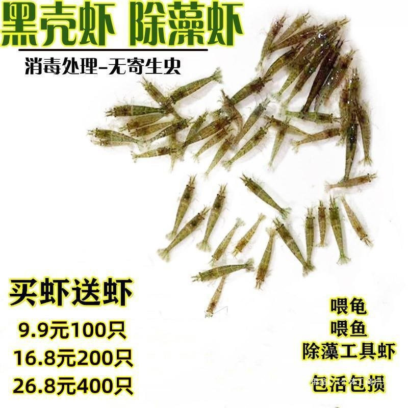 繁殖的活虾小观赏淡水虾苗除藻清洁虾冷水鱼缸里养的小虾喂龟