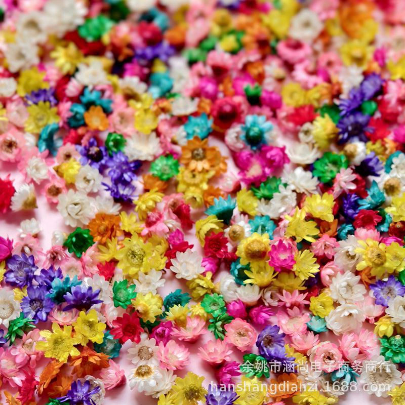 Cabeza de flor de estrella brasileña sin varilla flor seca diy mini margarita cristal epoxi relleno decorativo cabeza de flor seca