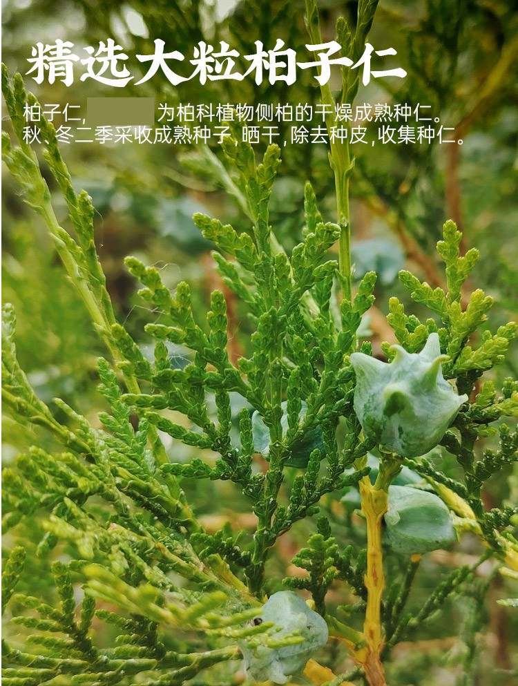 Premium Wild Platycladus Seed Kernel Bai Zi Ren 500g Sulfur-Free Shelled Herbal Tea Powder quality and texture