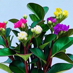 ������Ʒ�t߅�ļ������҃Ȼ��ܾGֲ�_��ֲ����������������¿�