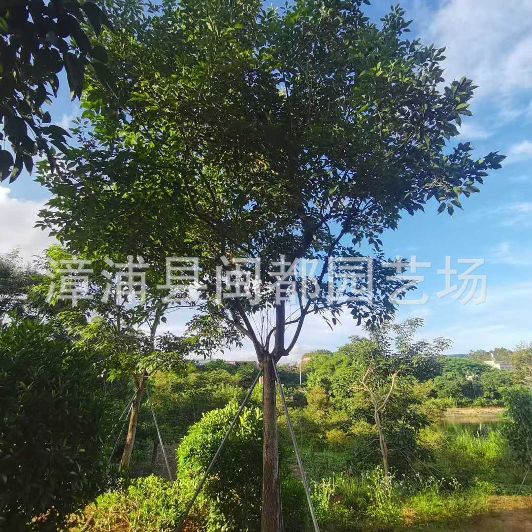 紫花风铃木 米径 12cm 紫花满树 春节花海造景 福建漳州基地直发