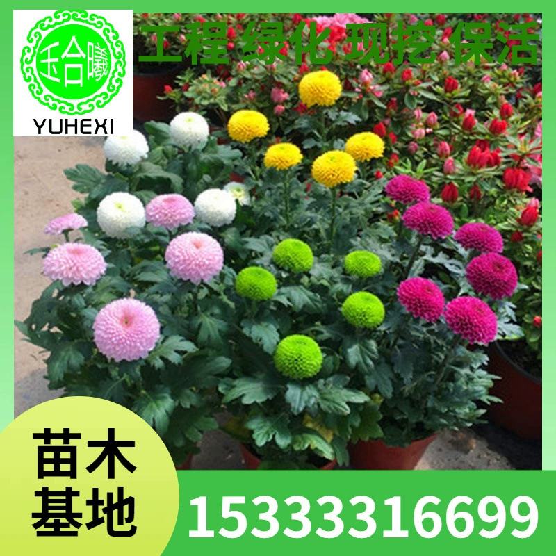 Оптовые рассада хризантем для настольного тенниса, балконные горшечные двойные ромашки, многолетние хризантемы с цветением в четыре сезона, смешанные цвета