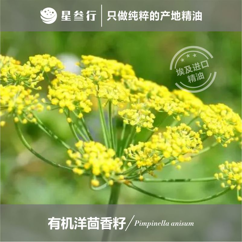 有机洋茴香精油大茴香油埃及进口芳疗护理按摩香薰原料批发纤体