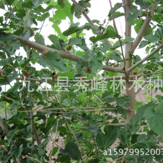 供应 桑树小苗桑树 瑞穗桑 细齿桑 山桑 大叶桑 垂枝桑华桑灌木