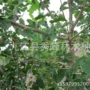 华桑瑞穗大叶小苗