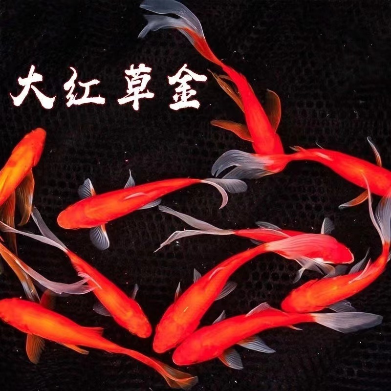 赤草金魚は育てやすい、長尾赤草観賞魚、鯉、活冷水魚、鯉、赤草淡水魚|undefined