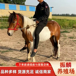 福建景区活体真马小矮马一匹矮马幼马小马苗便宜马匹