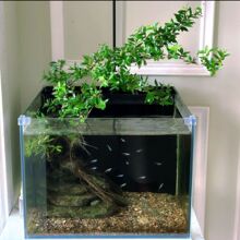 ˮ��÷ԭ���Bˮ��ˮ��ֲ���Ϙ��~��ˮꑸ������쾰���˾Gֲ����