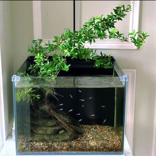 ˮ��÷ԭ���Bˮ��ˮ��ֲ���Ϙ��~��ˮꑸ������쾰���˾Gֲ����