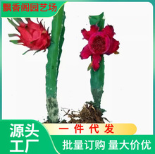 红心火龙果苗盆栽黄肉地栽庭院阳台南方北方种植果树苗当年结果