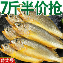 小黄鱼冷冻活动价新鲜大小黄花鱼海鲜水产批发海鱼一件代发混批