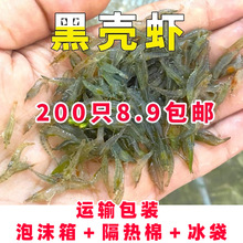 黑壳虾观赏虾工具虾除藻虾乌龟龙鱼活体饲料冷水淡水虾鱼缸草清洁