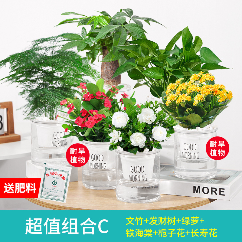 베스트셀러 6종 조합 아스파라거스 + 머니트리 + 포토스 + 베고니아 + 치자나무 + 칼라비나