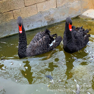 ɽ�|�������u�����Z���w���� �����Z������Xһֻ �����^�p�����Z