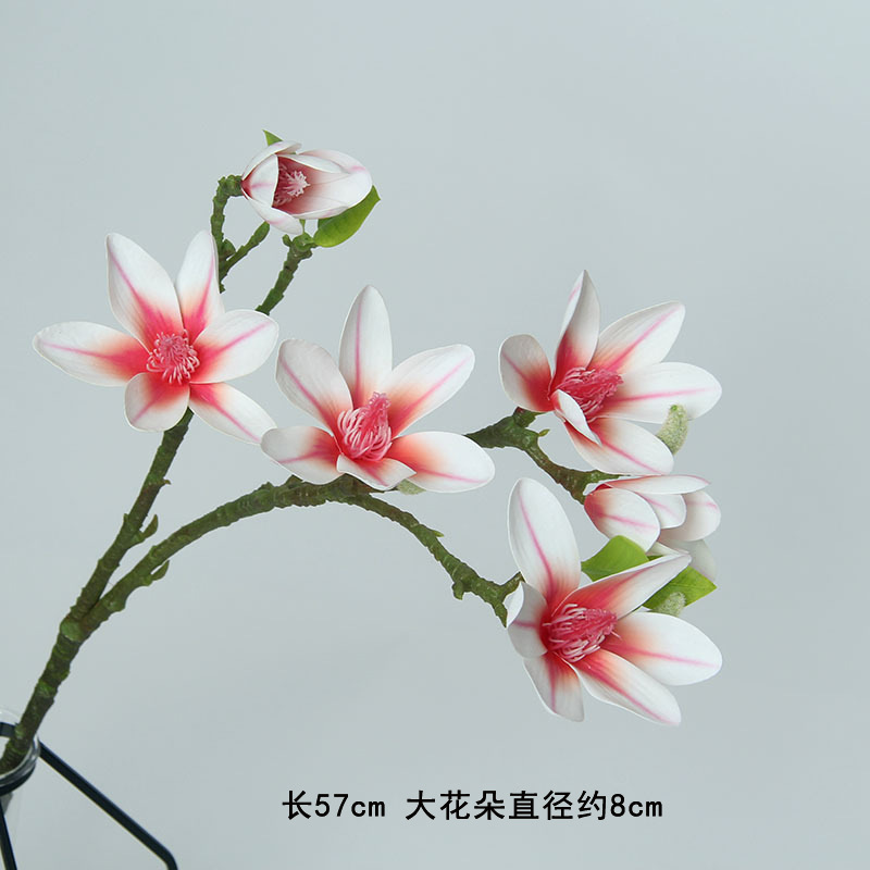 목련 샴페인 6개