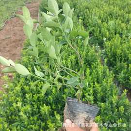 基地绿化苗木行道树绿 篱植物北海道黄杨卫矛冬青苗 护坡绿化灌丛