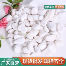 白色抛光鹅卵石厂家批发别墅庭院造景石头园林景观雨花石石高光