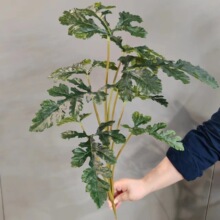 仿真绿植叶子植物墙软装 仿真植物 短9头哈密瓜叶 白掌叶