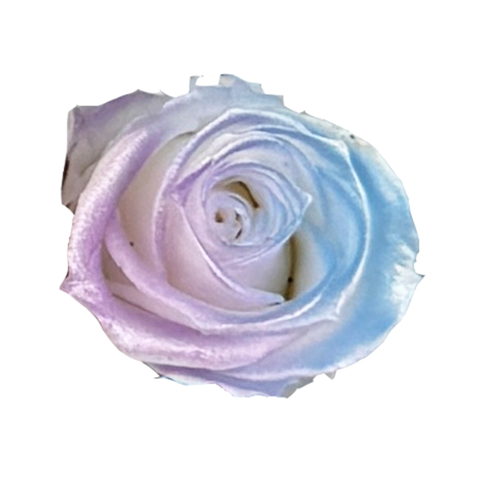 Flores preservadas de calidad A+, rosas en degradado de varios tamaños, flores secas, rosas en degradado azul hielo, flores preservadas del fabricante de Yunnan. image 26