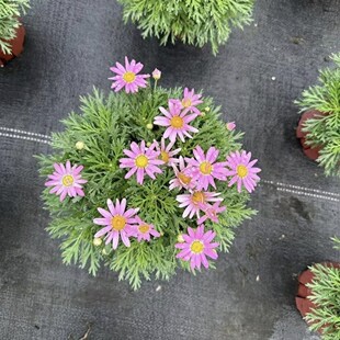 2411B Margaret Flower Seedlings, Potted Plants with Buds, Courtyard Cold-Resistant Florals, Wood Chrysanthemum