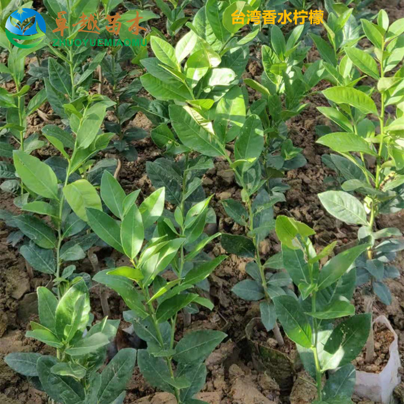 ��ˮ����021_����