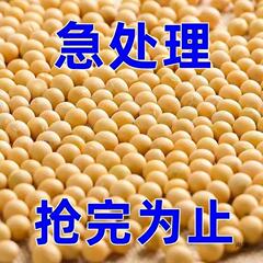 【太便宜了】东北大豆黄豆高蛋白散装打豆浆