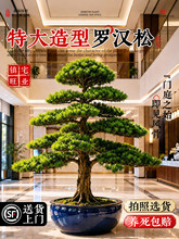 造型罗汉松真树盆栽迎客松盆景庭院造型树老桩客厅绿植室内好养活