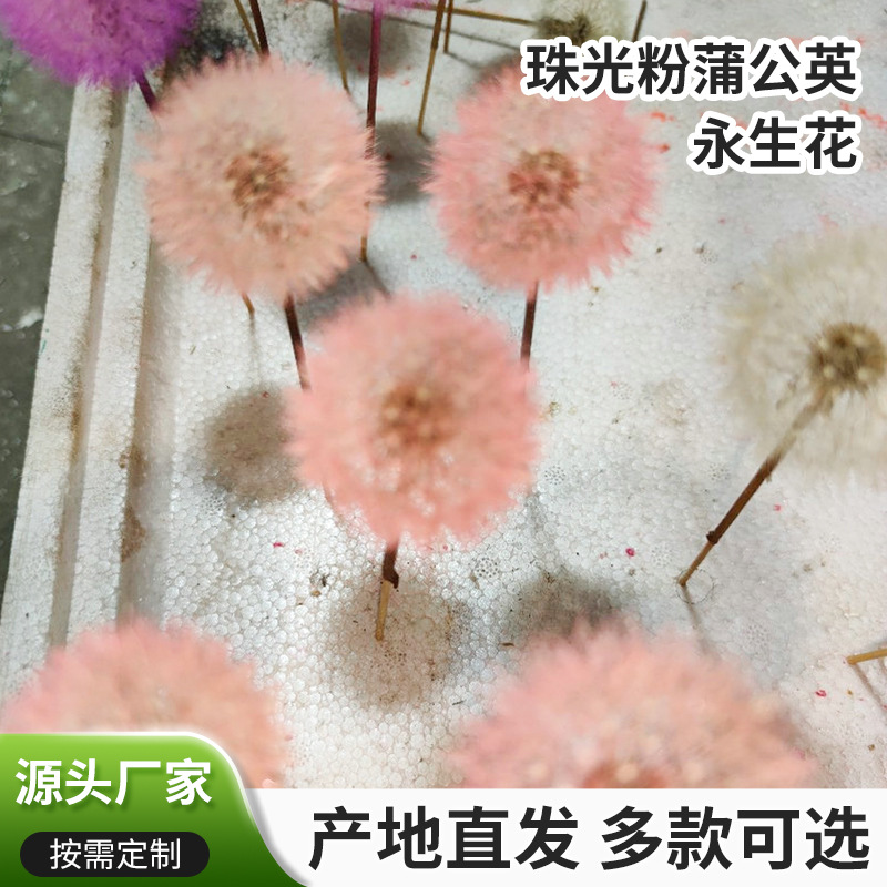 厂家供应珠光粉蒲公英花朵婚礼手捧花 礼品插花diy滴胶产品原花材