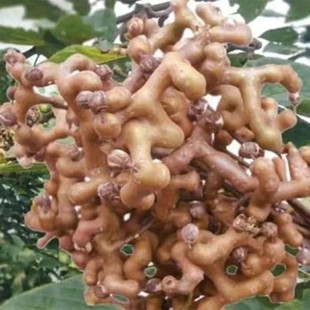 �؎XҰ���ɹ՗����ݾ��Ϲ՗����Ҝ��uצ����h���f�۹�