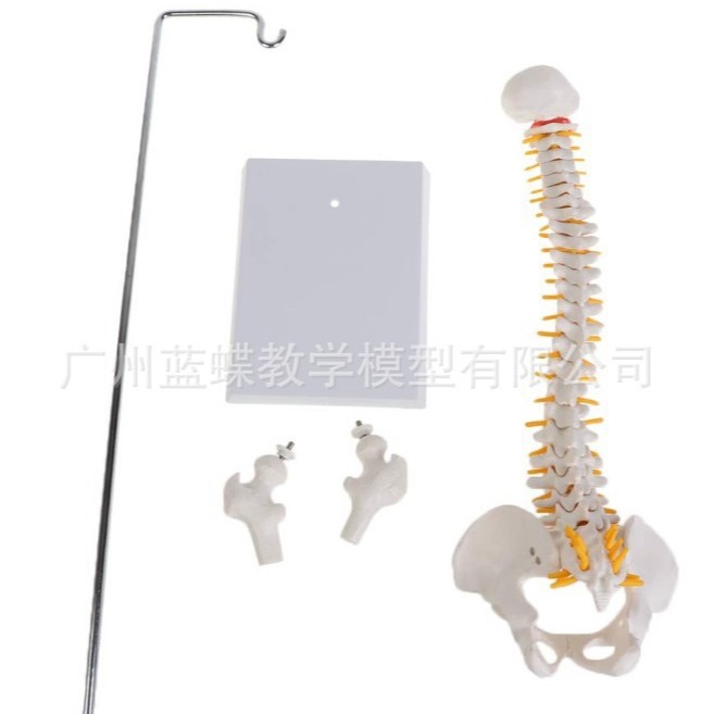 ��ѧ45CM���弹��������ɹ�ģ�ʹ��񾭹Ǽܼ�����׵ģ�� ����ʽ