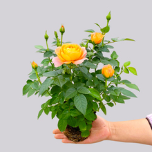 ��֭�̨�¼������ļ��������ԾGֲ���҃Ȼ��׻�õ�厧����ͥԺ