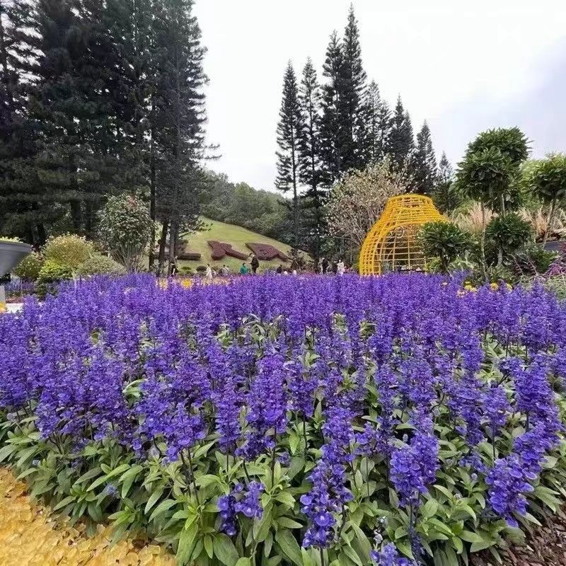墨西哥鼠尾草盆栽帶花苞一串藍薰衣草多年生草本花卉花園地栽花鏡