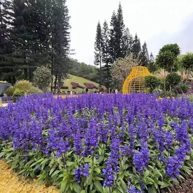 Mexican Sage Potted Plant with Buds, a Bunch of Blue Lavender Perennial Herbaceous Flower Garden Ground Flower Mirror