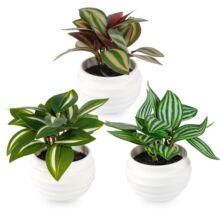 �������ֲ�����������G�}�k�����̨������ü�~�Gֲ�辰�͏d�[��