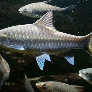 ����Ӯ����{���_ ���Y�lؔԭ����ˮ�~��ɽ�{���_�~���~